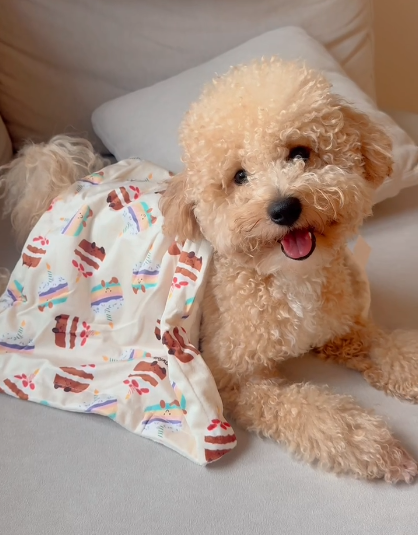 Cute Birthday Cake Pet Blanket Style - 034